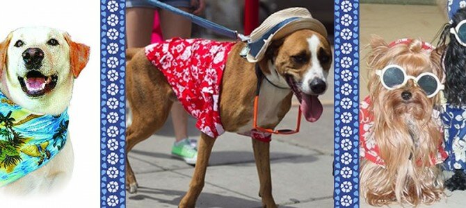 The JazzBoy Memorial Hawaiian Dog Parade The JazzBoy Memorial Hawaiian Dog Parade