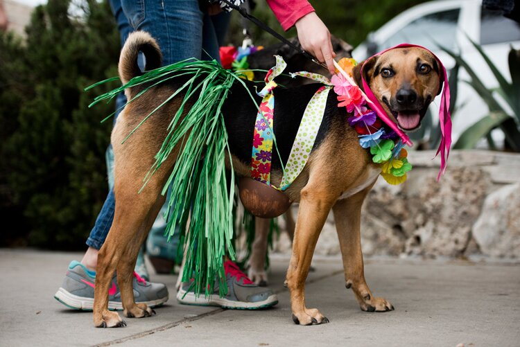 Jo's Pet Parade - Hula Pup