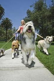 dog walker nice
